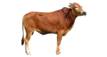 Sapi Bima